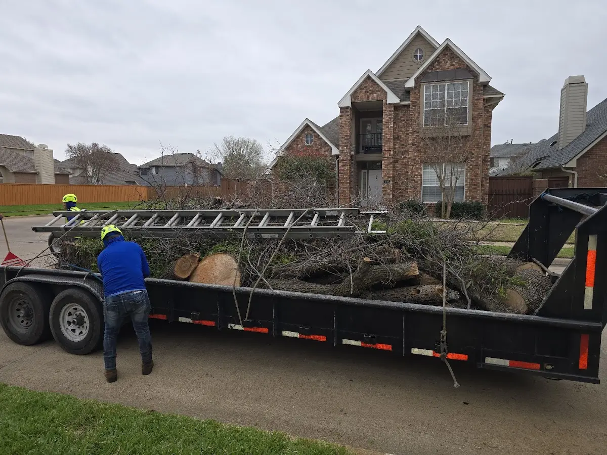 Expert Tree Removal with proper safety equipment in Copperas Cove